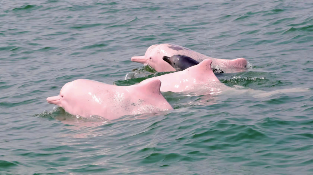 白海豚与大工业同在?看钦州这番"神奇操作"