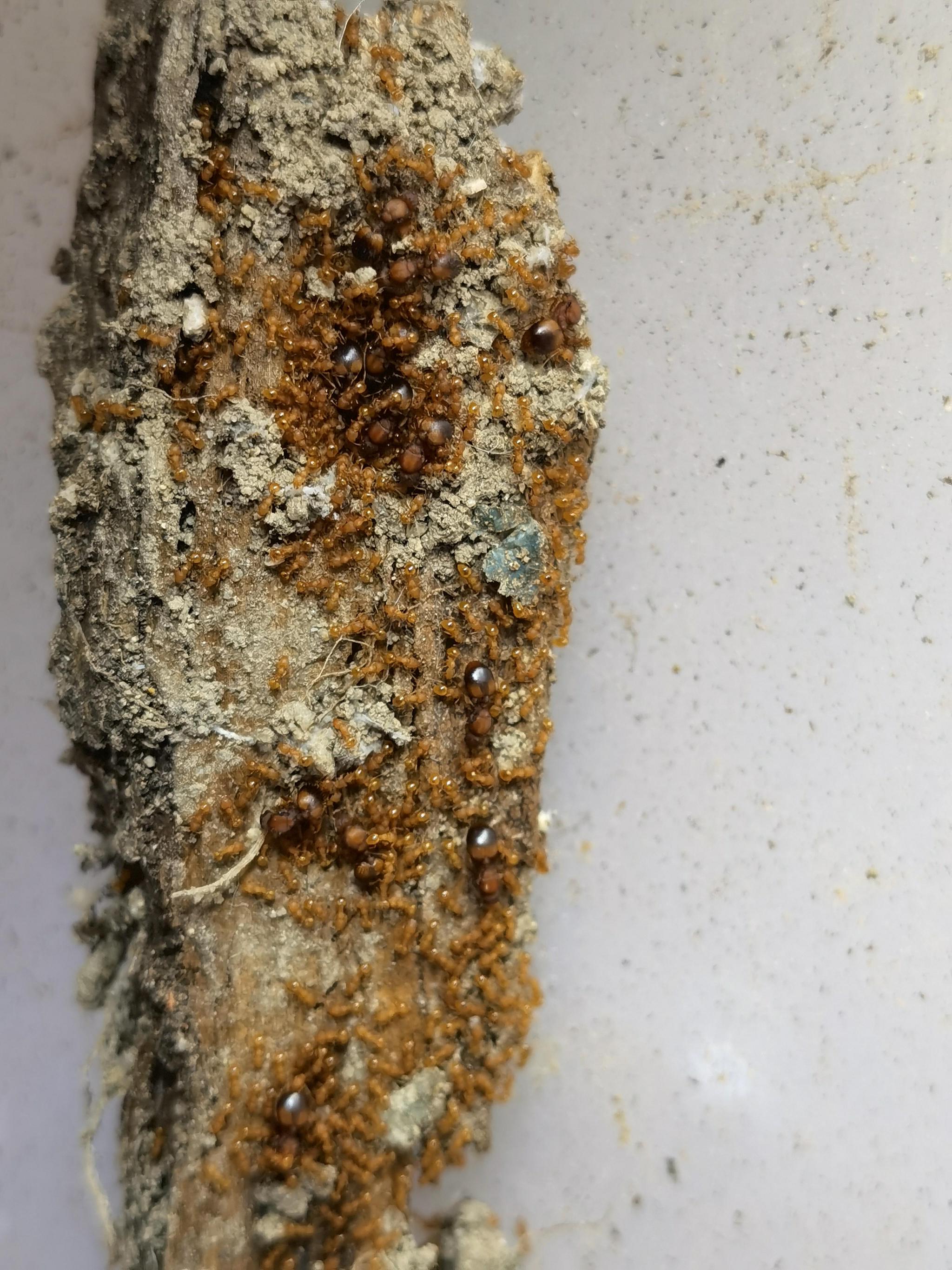 一巢小火蚁的蚁后和工蚁.受访者供图