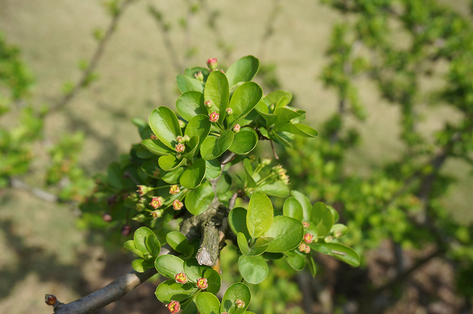3月24日,三叶海棠花苞,预计清明时节盛放.受访者&nbsp;供图
