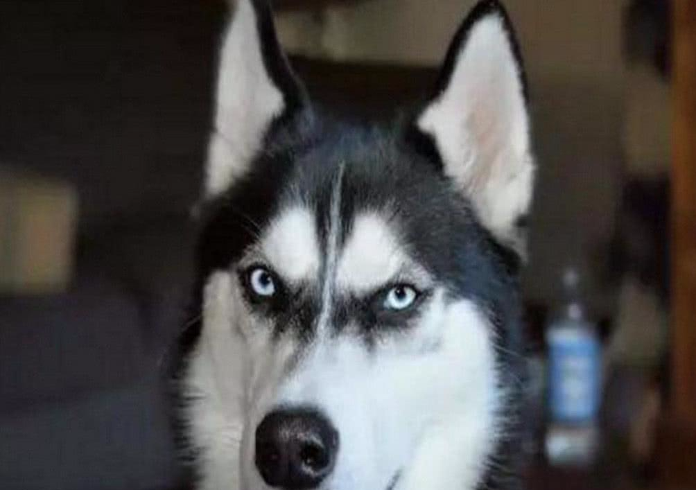 被拐走的二哈,3天后竟然自己返家,身上的纸条却让人笑了休闲区蓝鸢梦想 - Www.slyday.coM 被拐走的二哈,3天后竟然自己返家,身上的纸条却让人笑了休闲区蓝鸢梦想 - Www.slyday.coM