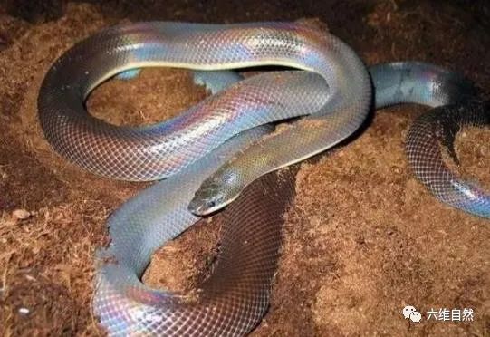 闪鳞蛇的外形漂亮,蛇的鳞片还闪着光,被很多爬虫爱好者称为"美女蛇"