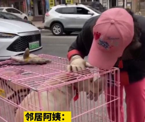 老人突发疾病去世,遗留的2条狗赶出家门,邻居:陪伴了10年啊休闲区蓝鸢梦想 - Www.slyday.coM 老人突发疾病去世,遗留的2条狗赶出家门,邻居:陪伴了10年啊休闲区蓝鸢梦想 - Www.slyday.coM