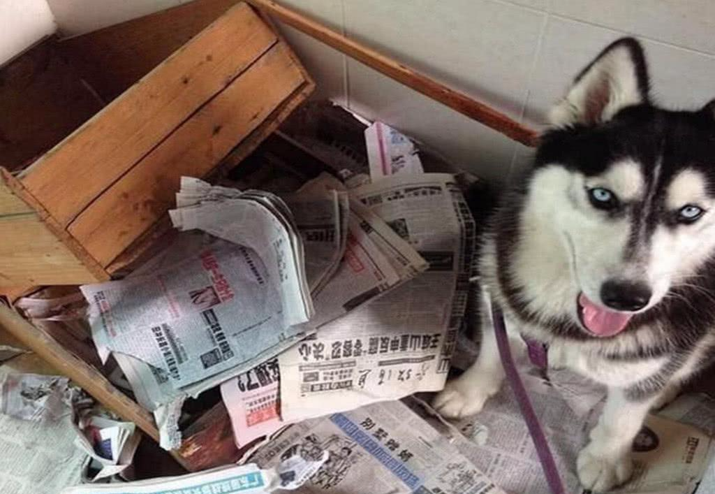 被拐走的二哈,3天后竟然自己返家,身上的纸条却让人笑了休闲区蓝鸢梦想 - Www.slyday.coM 被拐走的二哈,3天后竟然自己返家,身上的纸条却让人笑了休闲区蓝鸢梦想 - Www.slyday.coM