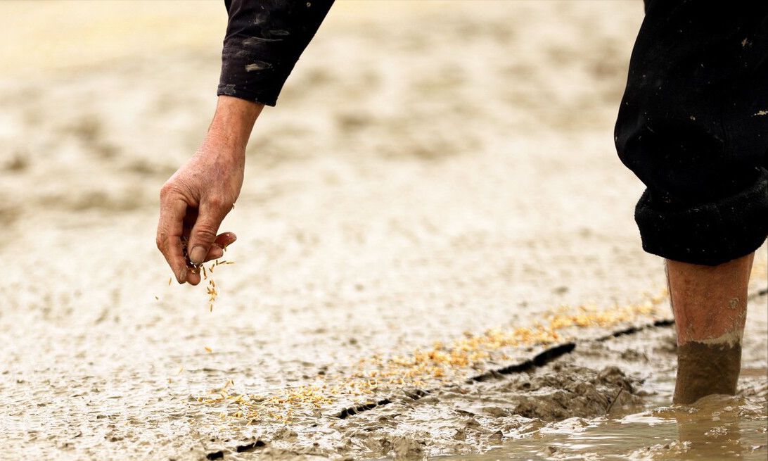 明日是"撒种节",记住"吃3样做3事忌1样",粮食丰收日子富裕|粮食|米线