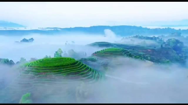 雅安旅行雅安市名山区指纹大地茶山云雾缭绕人间仙境宝宝疫情过后我们