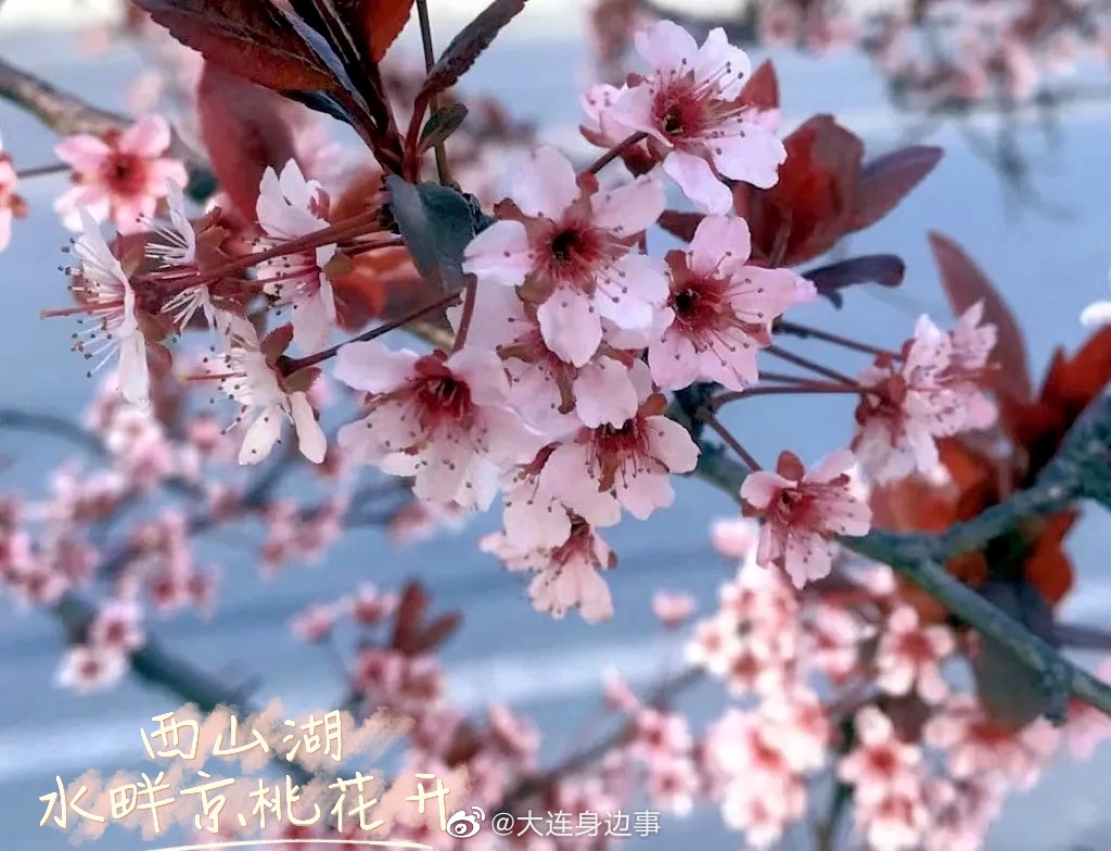 大连甘井子鸡窝乱象何解_三招避坑省30%养殖成本