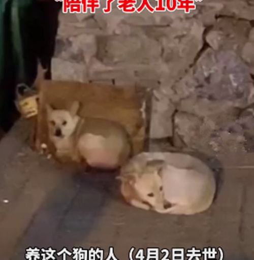 老人突发疾病去世,遗留的2条狗赶出家门,邻居:陪伴了10年啊休闲区蓝鸢梦想 - Www.slyday.coM 老人突发疾病去世,遗留的2条狗赶出家门,邻居:陪伴了10年啊休闲区蓝鸢梦想 - Www.slyday.coM