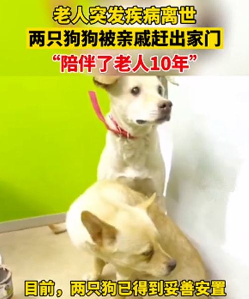 老人突发疾病去世,遗留的2条狗赶出家门,邻居:陪伴了10年啊休闲区蓝鸢梦想 - Www.slyday.coM 老人突发疾病去世,遗留的2条狗赶出家门,邻居:陪伴了10年啊休闲区蓝鸢梦想 - Www.slyday.coM