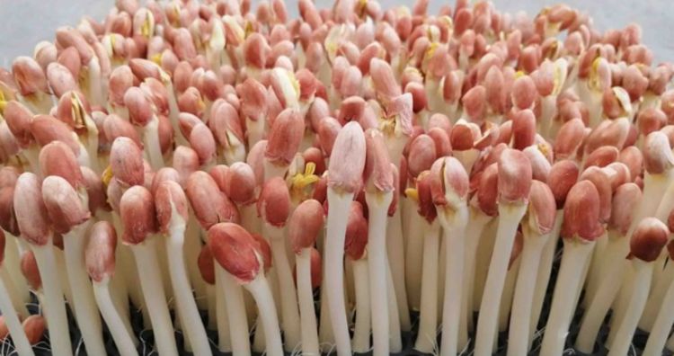 教你自己发花生芽,1块布1个沥水篮就搞定,3天发芽,营养又鲜美休闲区蓝鸢梦想 - Www.slyday.coM 教你自己发花生芽,1块布1个沥水篮就搞定,3天发芽,营养又鲜美休闲区蓝鸢梦想 - Www.slyday.coM