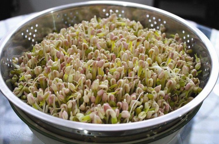 教你自己发花生芽,1块布1个沥水篮就搞定,3天发芽,营养又鲜美休闲区蓝鸢梦想 - Www.slyday.coM 教你自己发花生芽,1块布1个沥水篮就搞定,3天发芽,营养又鲜美休闲区蓝鸢梦想 - Www.slyday.coM