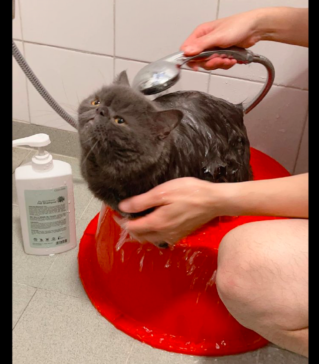 主人给猫咪洗澡它站在脸盆上面张大嘴巴叫我的爪子可不长眼