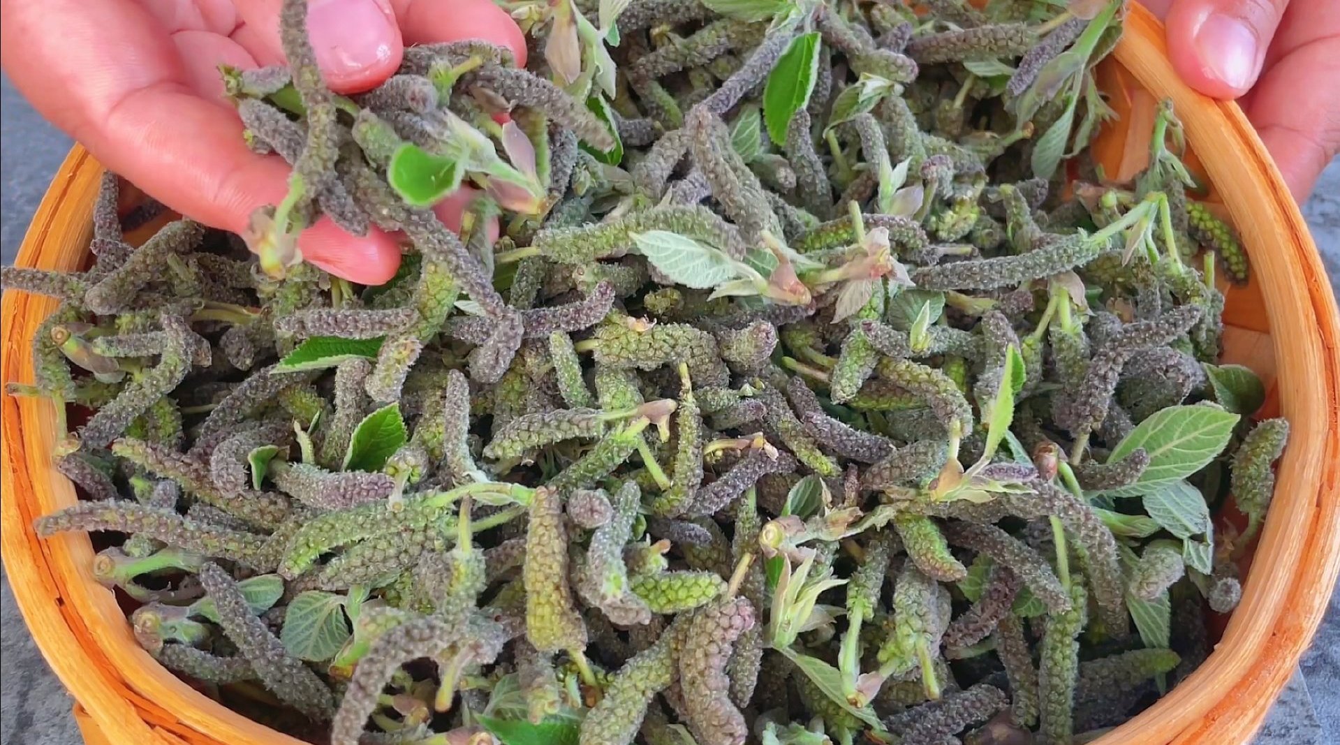 楮不揪长得很特别的一种春菜蒸吃和肉一样香筋道q弹我的美食日记厨艺