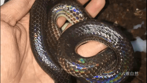 美洲有一种蛇身闪着光的蛇,美洲闪鳞蛇有鲜艳颜色,能让人不怕?