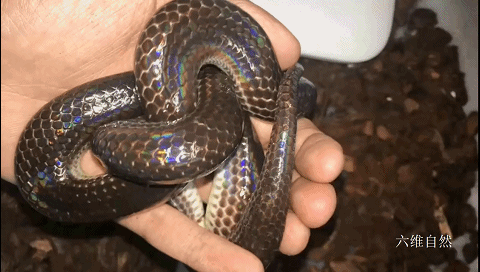 美洲有一种蛇身闪着光的蛇,美洲闪鳞蛇有鲜艳颜色,能让人不怕?