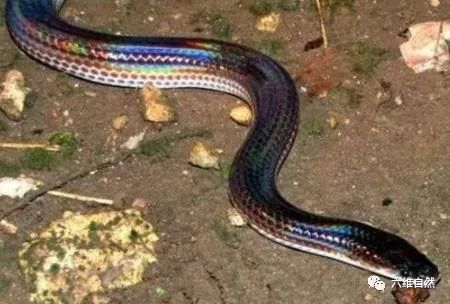 闪鳞蛇的外形漂亮,蛇的鳞片还闪着光,被很多爬虫爱好者称为"美女蛇"