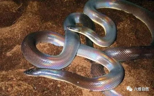 在阳光或电筒等光线照射之下,这些蛇鳞片就会反射光,让其看起来就像会