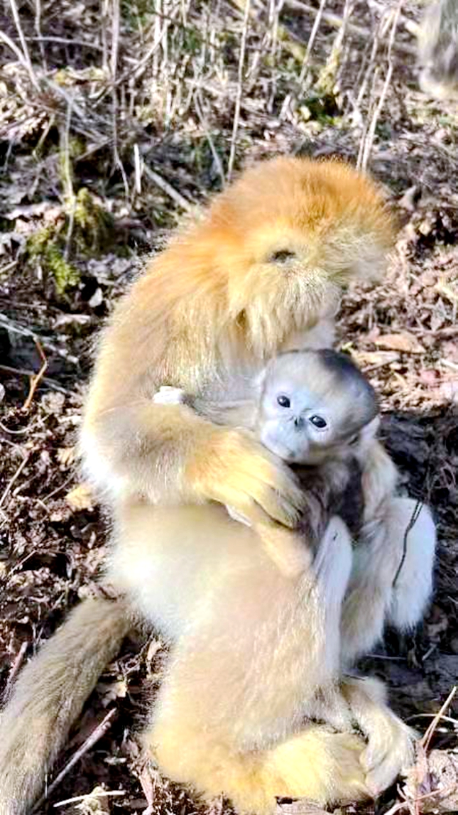 神农架金丝猴保护基地10天产7宝休闲区蓝鸢梦想 - Www.slyday.coM