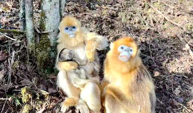 神农架金丝猴保护基地10天产7宝休闲区蓝鸢梦想 - Www.slyday.coM