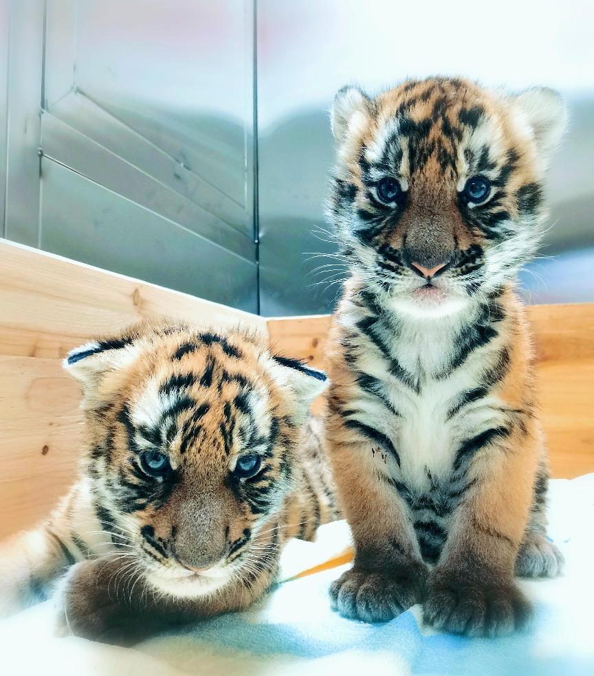 "双胞胎"小老虎.