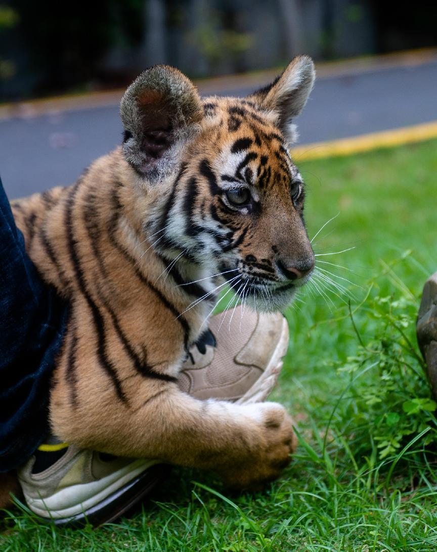 韶关华南虎双胞胎满百日正式亮相