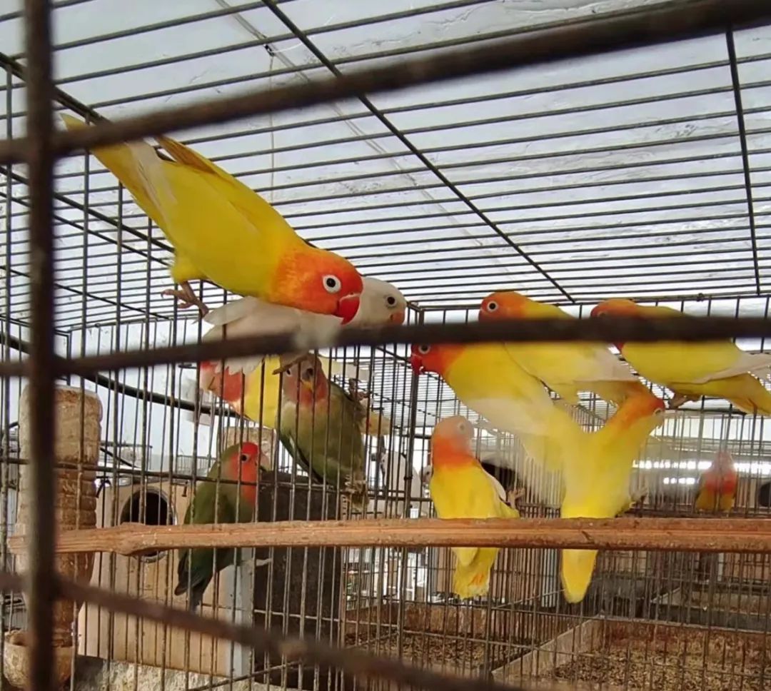 商丘小伙网上160元卖2只鹦鹉被山东检方公诉