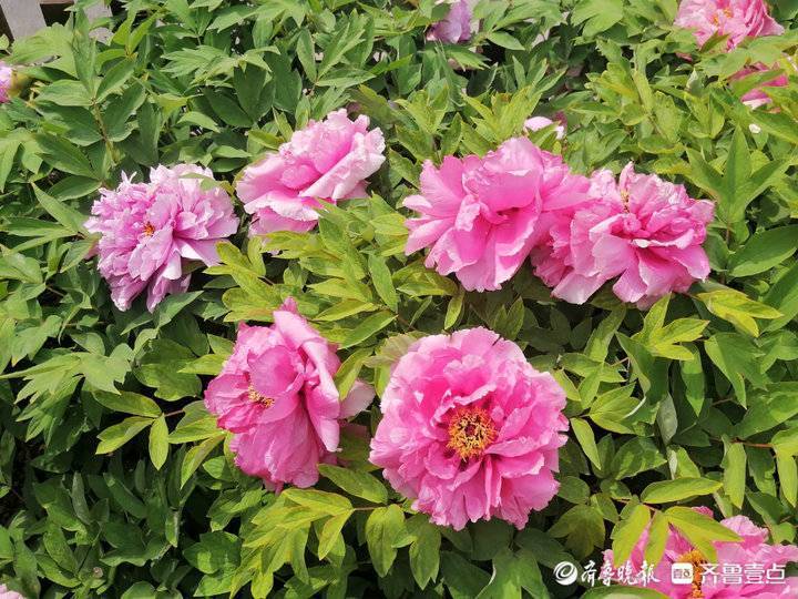 4月9日最佳情报休闲区蓝鸢梦想 - Www.slyday.coM