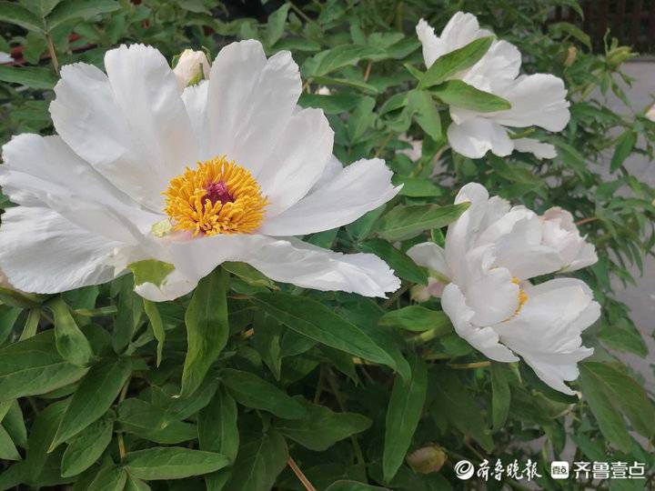 4月9日最佳情报休闲区蓝鸢梦想 - Www.slyday.coM