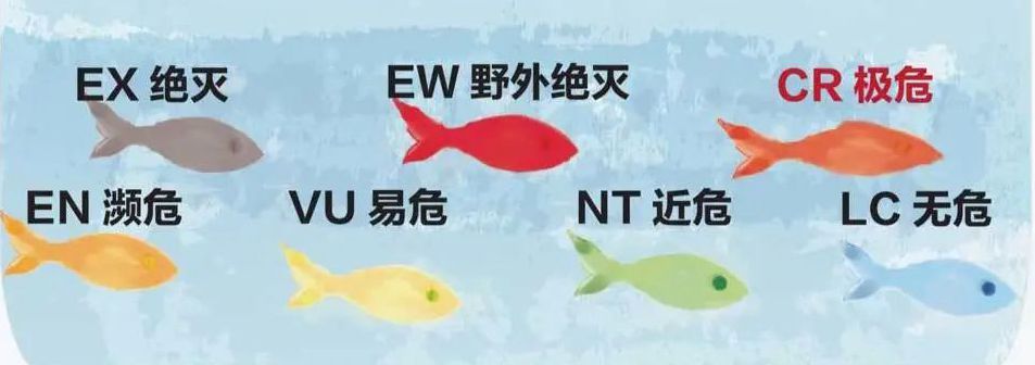 新闻多一度丨23万尾中华鲟放流长江 它们将游向哪？休闲区蓝鸢梦想 - Www.slyday.coM