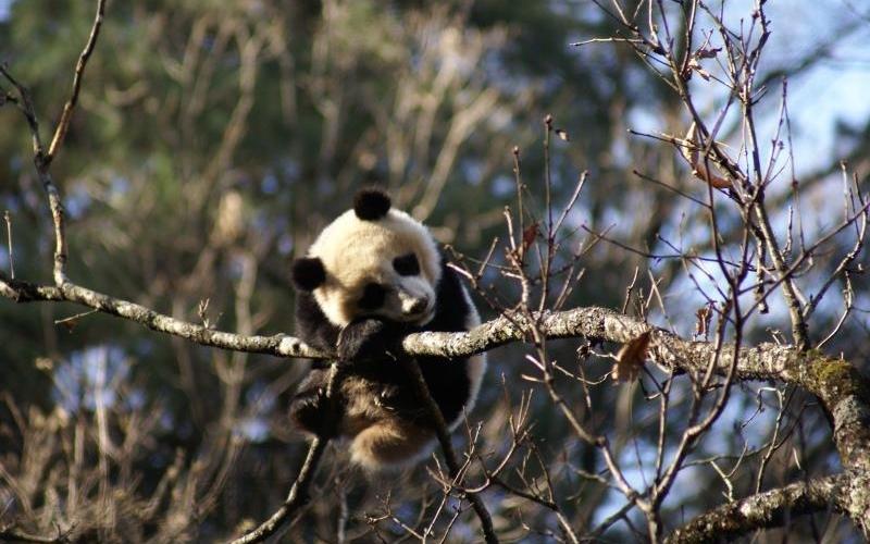 国际珍稀动物保护日丨秦岭"熊哥哥"守护野生动物42年|秦岭|大熊猫