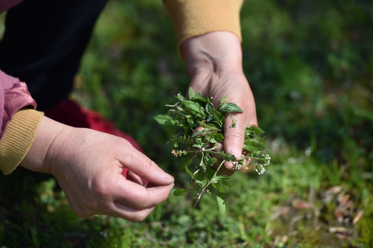 2020年3月12日,合肥,市民在春野中挑挖野荠菜. 视觉中国 图