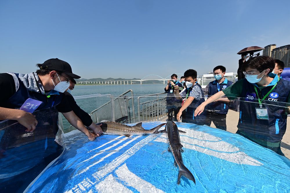 新闻多一度丨23万尾中华鲟放流长江 它们将游向哪？休闲区蓝鸢梦想 - Www.slyday.coM