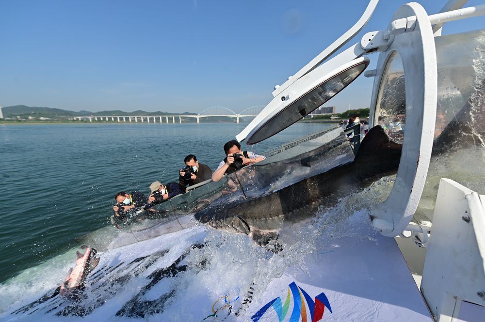 新闻多一度丨23万尾中华鲟放流长江 它们将游向哪？休闲区蓝鸢梦想 - Www.slyday.coM