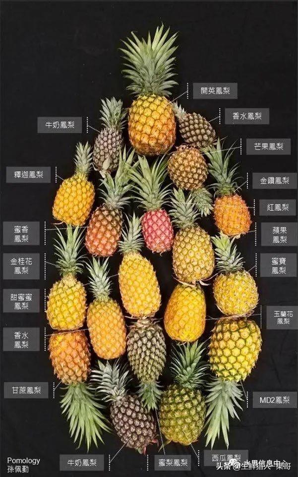 都是名字惹的祸！凤梨和菠萝到底是不是同一种水果？...