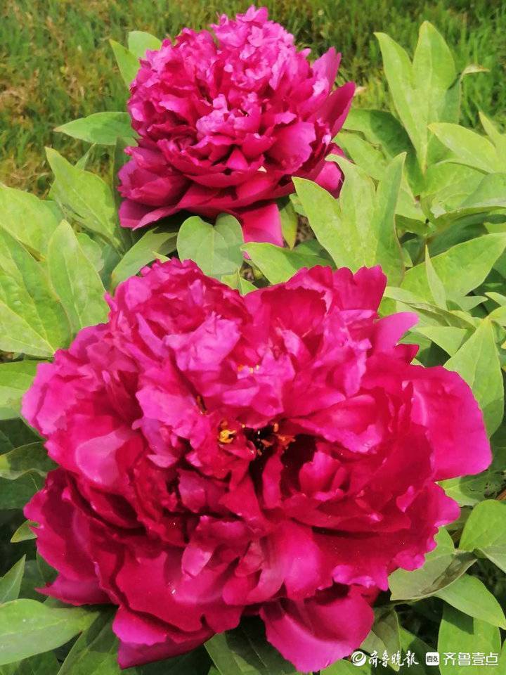 4月9日最佳情报休闲区蓝鸢梦想 - Www.slyday.coM