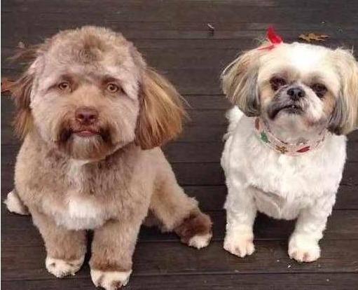 狗狗因长相太像人，主人机智换发型，网友笑喷：这样好看多了休闲区蓝鸢梦想 - Www.slyday.coM