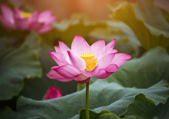 4月中旬,吉星照耀,4属相事业顺利,财源滚滚,生活顺风顺水休闲区蓝鸢梦想 - Www.slyday.coM 4月中旬,吉星照耀,4属相事业顺利,财源滚滚,生活顺风顺水休闲区蓝鸢梦想 - Www.slyday.coM