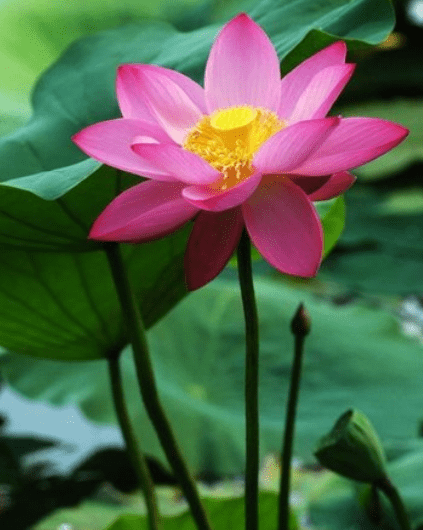 4月中旬,吉星照耀,4属相事业顺利,财源滚滚,生活顺风顺水休闲区蓝鸢梦想 - Www.slyday.coM 4月中旬,吉星照耀,4属相事业顺利,财源滚滚,生活顺风顺水休闲区蓝鸢梦想 - Www.slyday.coM