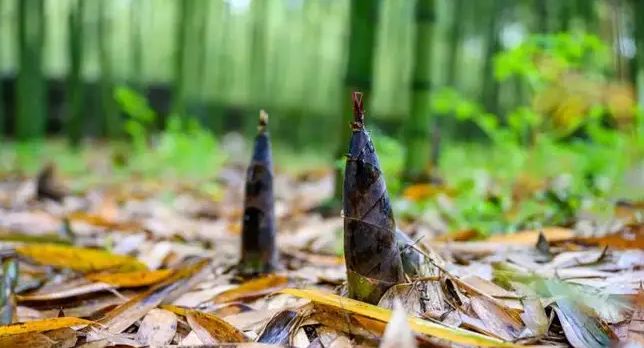 春天吃春笋“禁忌”多,牢记:1不忘,2不放,3不吃,不懂别乱吃休闲区蓝鸢梦想 - Www.slyday.coM 春天吃春笋“禁忌”多,牢记:1不忘,2不放,3不吃,不懂别乱吃休闲区蓝鸢梦想 - Www.slyday.coM