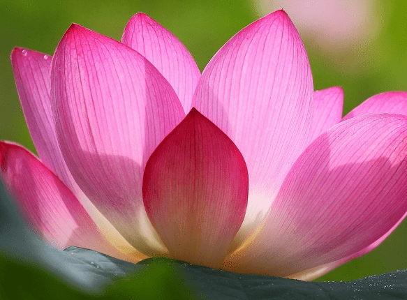 4月中旬,吉星照耀,4属相事业顺利,财源滚滚,生活顺风顺水休闲区蓝鸢梦想 - Www.slyday.coM 4月中旬,吉星照耀,4属相事业顺利,财源滚滚,生活顺风顺水休闲区蓝鸢梦想 - Www.slyday.coM