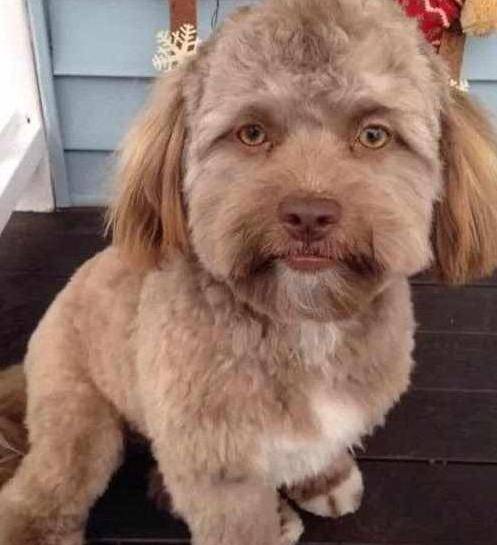 狗狗因长相太像人，主人机智换发型，网友笑喷：这样好看多了休闲区蓝鸢梦想 - Www.slyday.coM