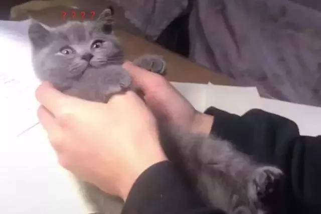 主人把奶猫的头塞进嘴巴里，出来后眼神里面突然充满了惶恐不安休闲区蓝鸢梦想 - Www.slyday.coM