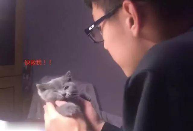 主人把奶猫的头塞进嘴巴里，出来后眼神里面突然充满了惶恐不安休闲区蓝鸢梦想 - Www.slyday.coM