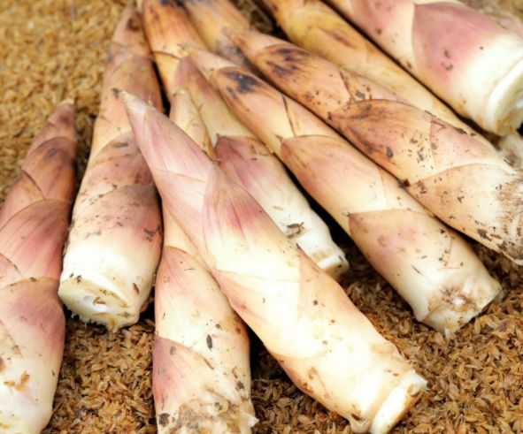 春天吃春笋“禁忌”多,牢记:1不忘,2不放,3不吃,不懂别乱吃休闲区蓝鸢梦想 - Www.slyday.coM 春天吃春笋“禁忌”多,牢记:1不忘,2不放,3不吃,不懂别乱吃休闲区蓝鸢梦想 - Www.slyday.coM