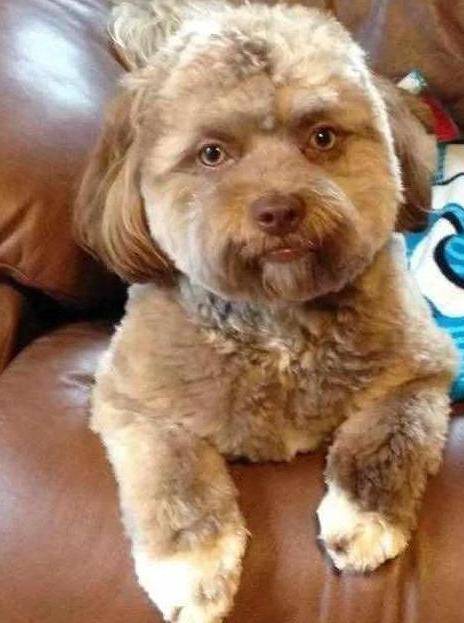 狗狗因长相太像人，主人机智换发型，网友笑喷：这样好看多了休闲区蓝鸢梦想 - Www.slyday.coM