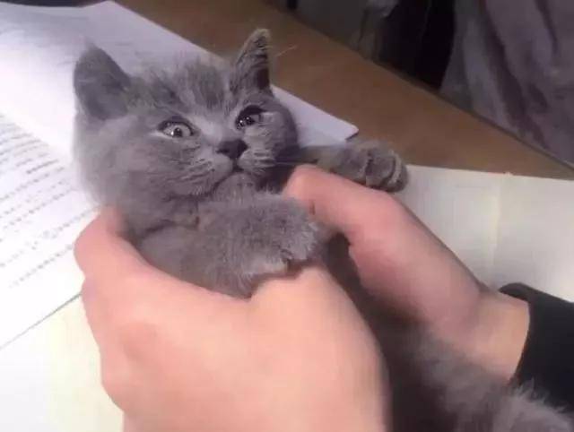 主人把奶猫的头塞进嘴巴里，出来后眼神里面突然充满了惶恐不安休闲区蓝鸢梦想 - Www.slyday.coM