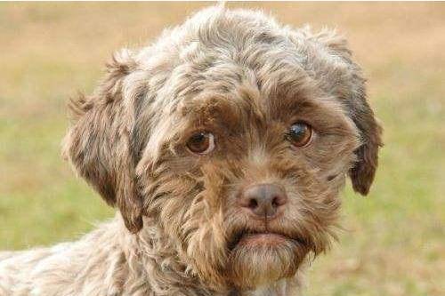 狗狗因长相太像人，主人机智换发型，网友笑喷：这样好看多了休闲区蓝鸢梦想 - Www.slyday.coM