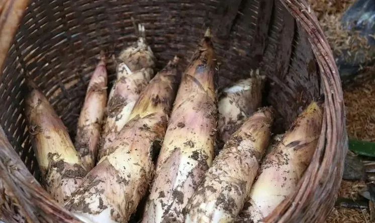 春天吃春笋“禁忌”多,牢记:1不忘,2不放,3不吃,不懂别乱吃休闲区蓝鸢梦想 - Www.slyday.coM 春天吃春笋“禁忌”多,牢记:1不忘,2不放,3不吃,不懂别乱吃休闲区蓝鸢梦想 - Www.slyday.coM