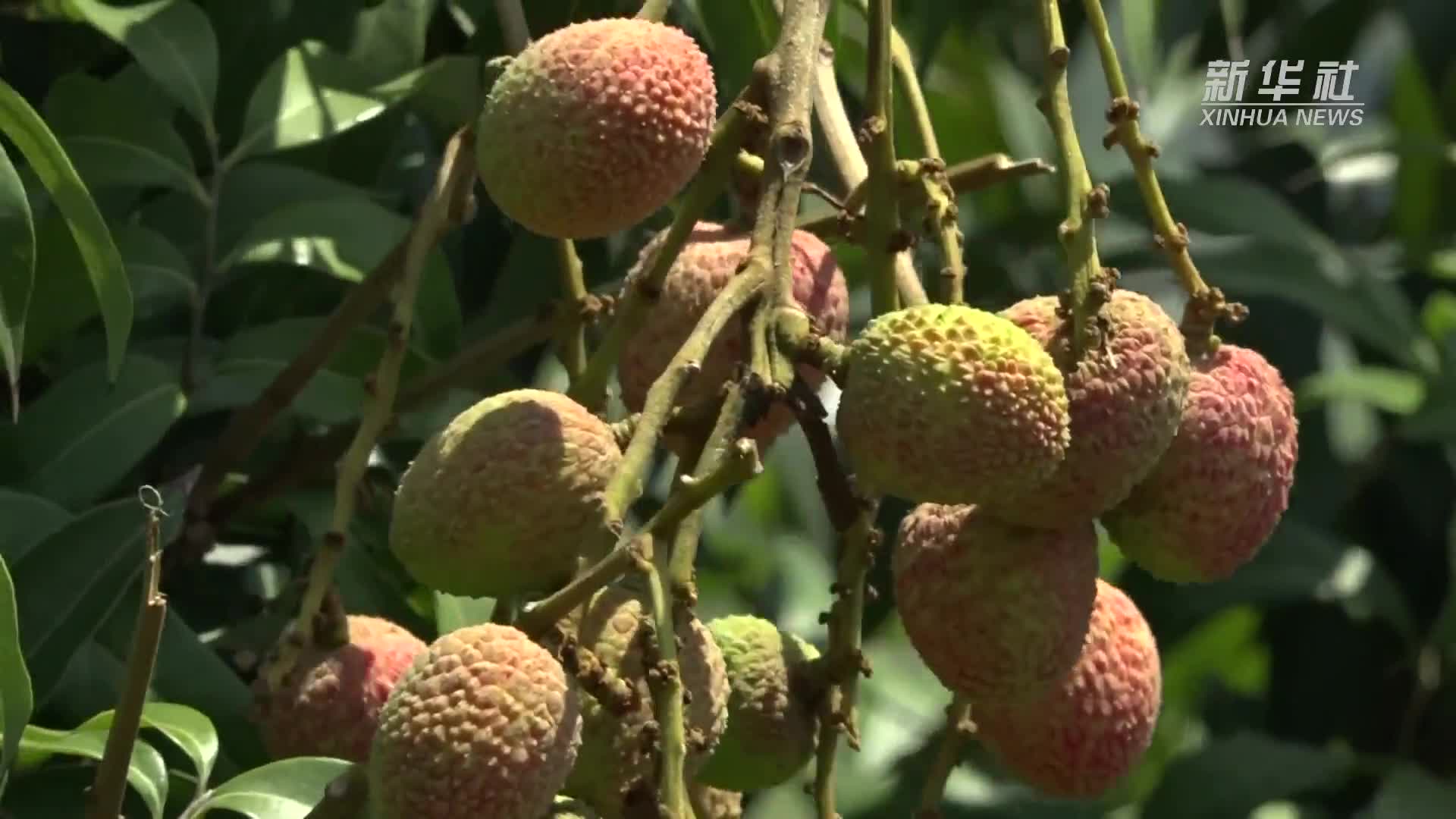 云南元江三月红荔枝抢鲜上市