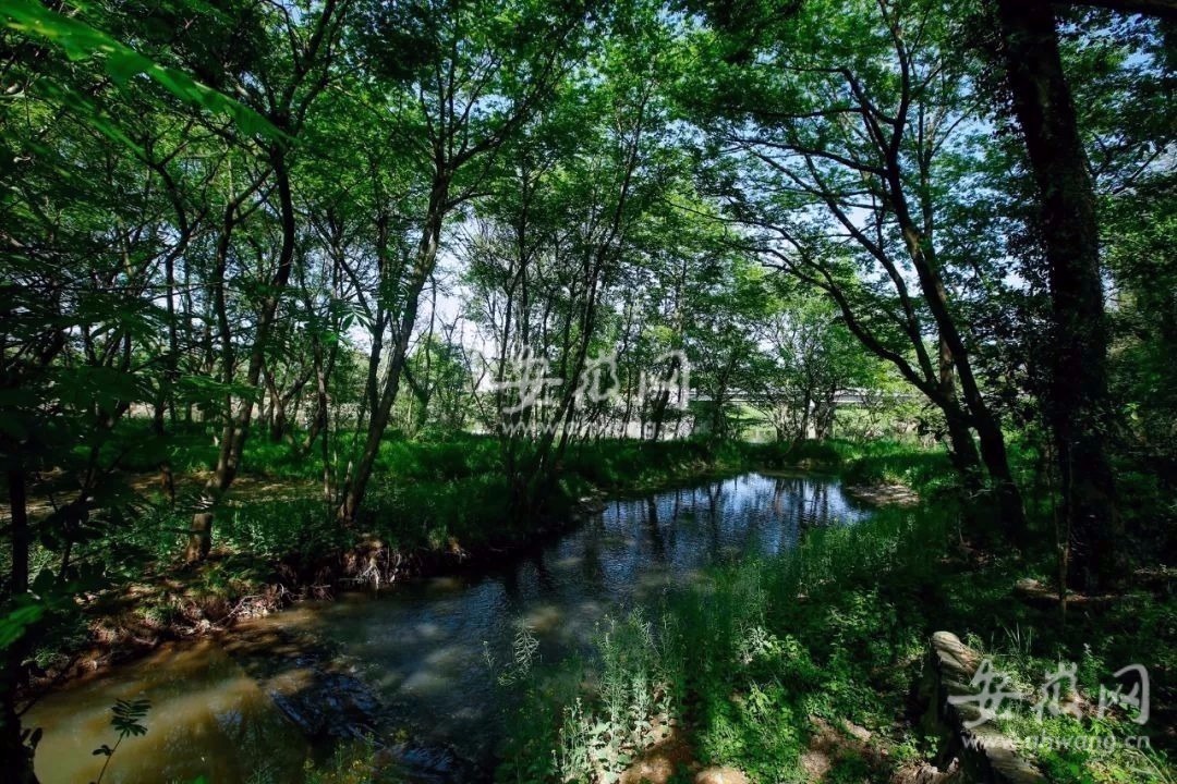 探访黄山“网红村”：绿野仙踪，处处都是蔬菜创意造型休闲区蓝鸢梦想 - Www.slyday.coM