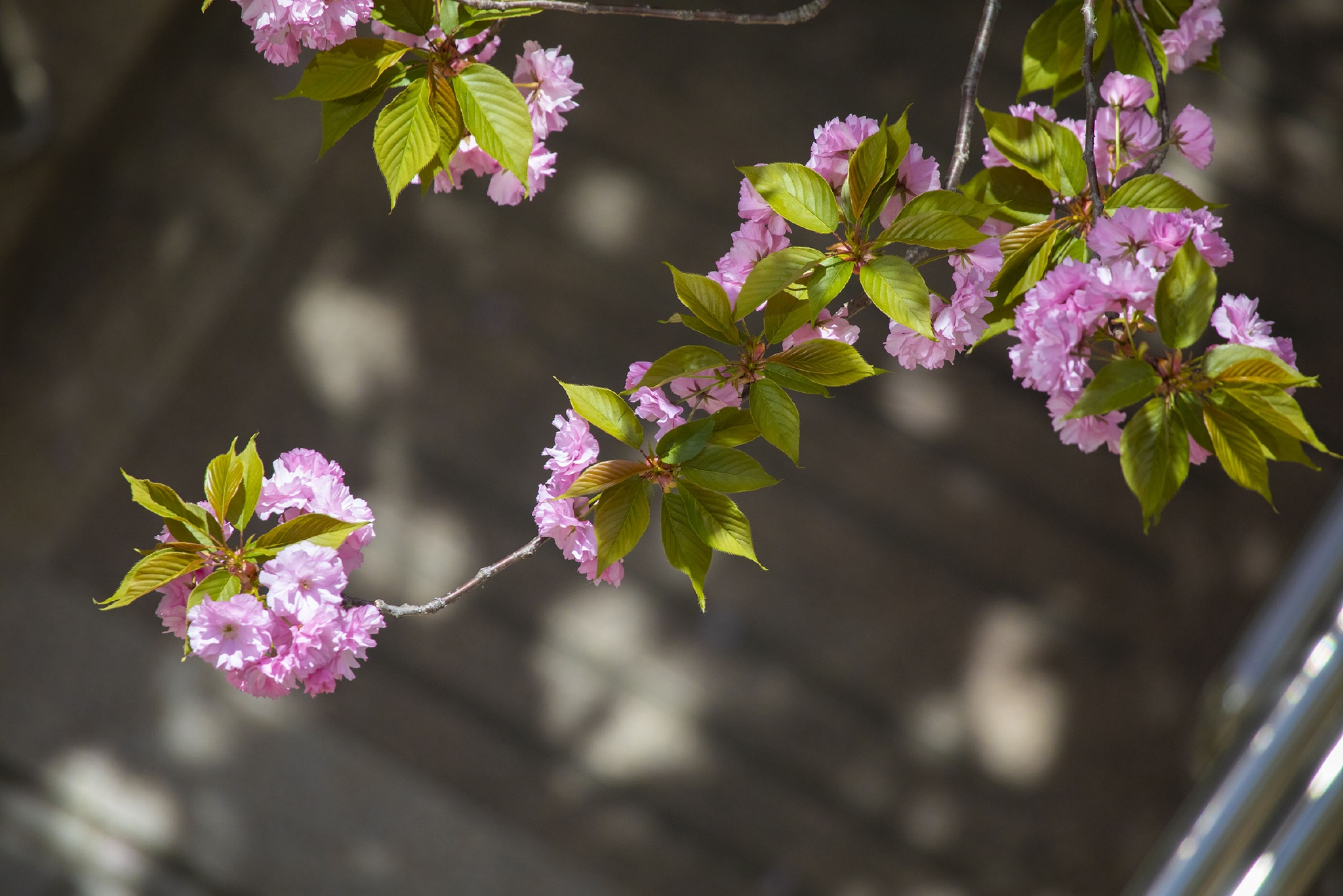 征集图片｜四月，疫情中的窗外休闲区蓝鸢梦想 - Www.slyday.coM